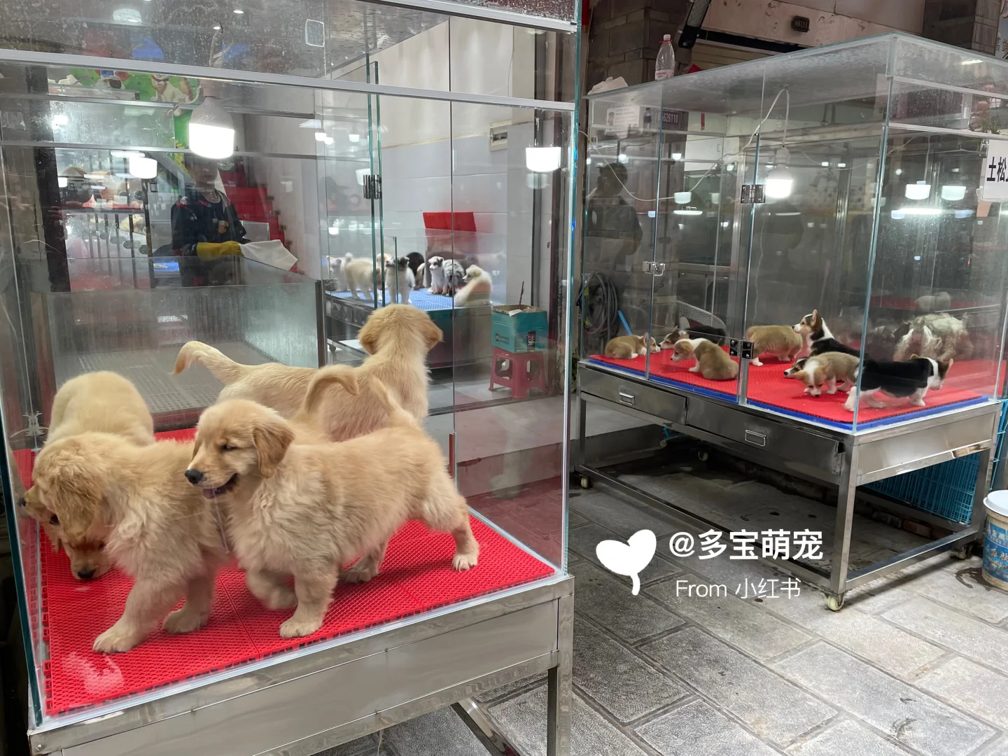 重庆哪里买宠物靠谱|重庆大型宠物市场推荐