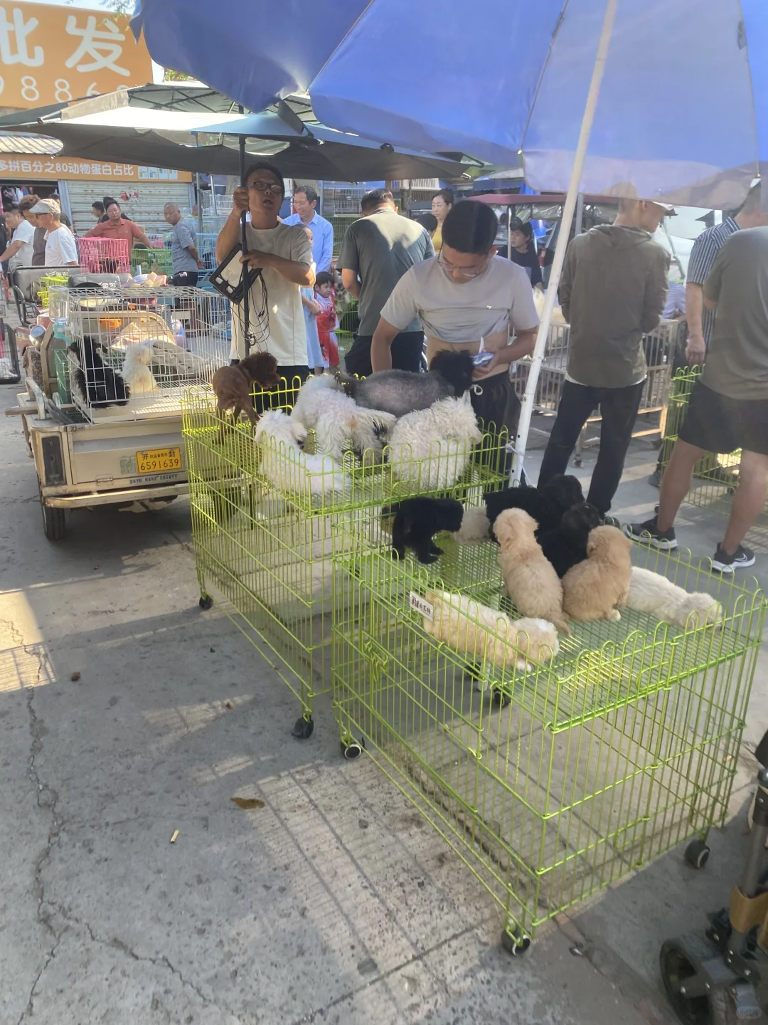 东莞宠物市场火爆来袭?猫猫狗狗数量多多?