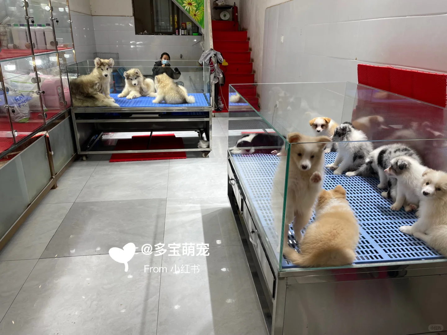 重庆哪里买宠物靠谱|重庆大型宠物市场推荐