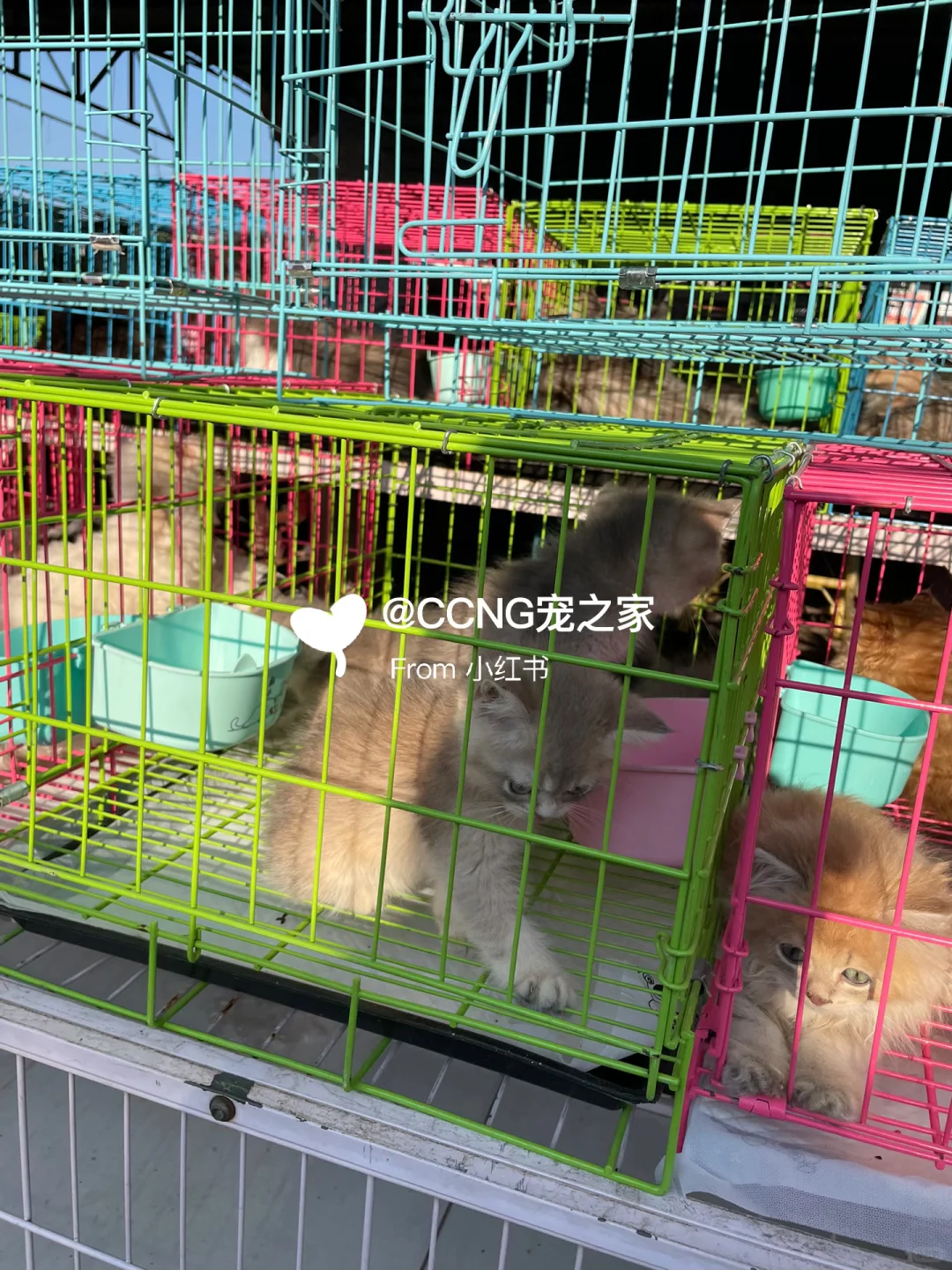 杭州大型猫狗宠物市场??品种齐全??