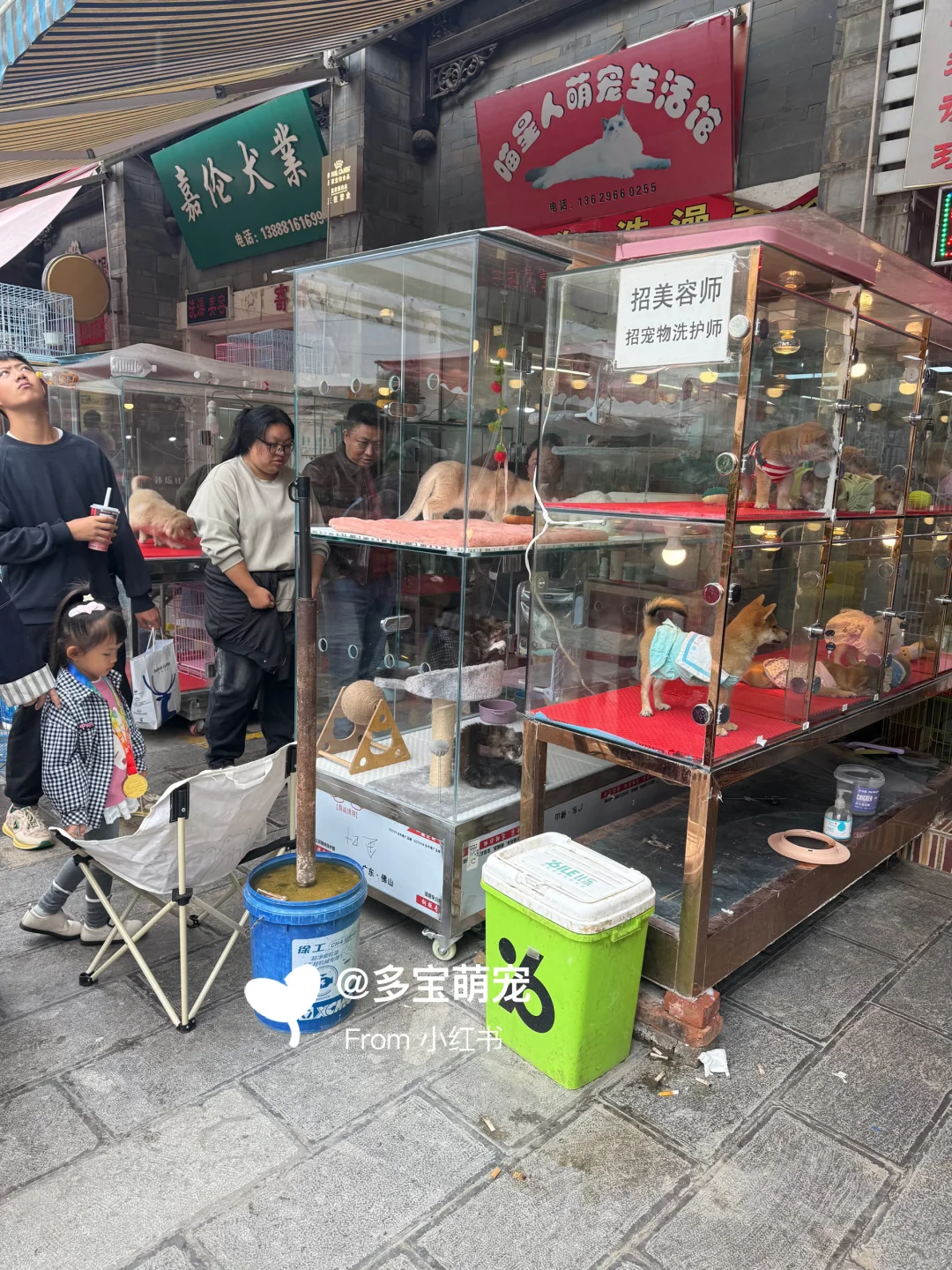 重庆哪里买宠物靠谱|重庆大型宠物市场推荐