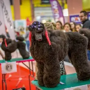 【盈拓展览】罗马国际宠物展PetExpo