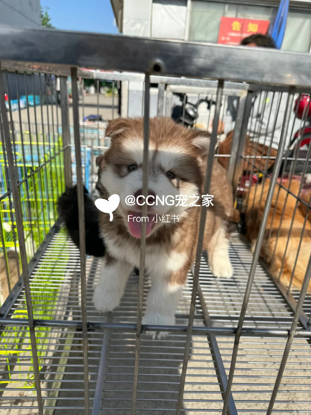 杭州大型猫狗宠物市场??品种齐全??