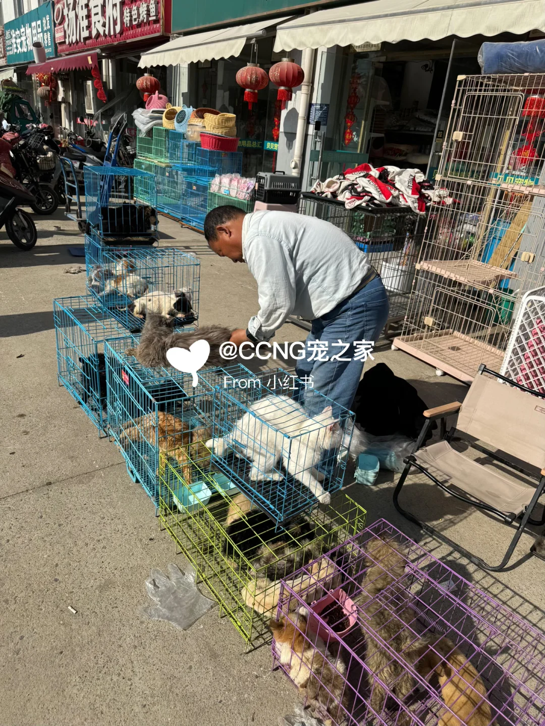 杭州大型猫狗宠物市场??品种齐全??