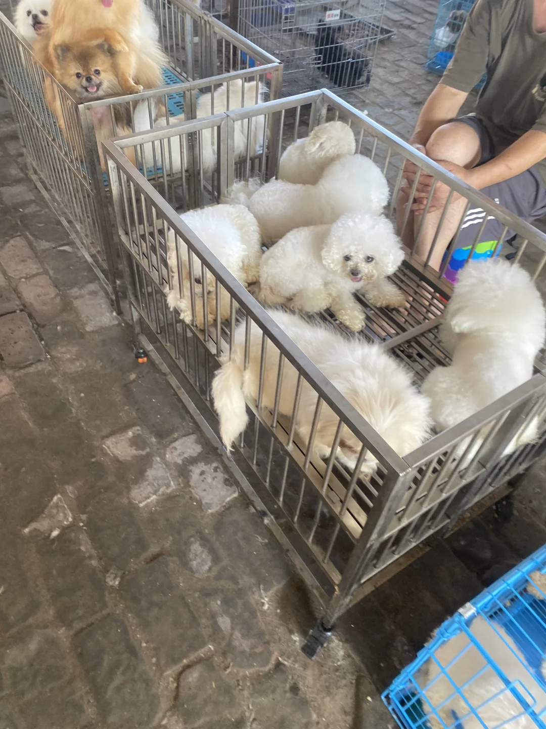 东莞宠物市场火爆来袭?猫猫狗狗数量多多?