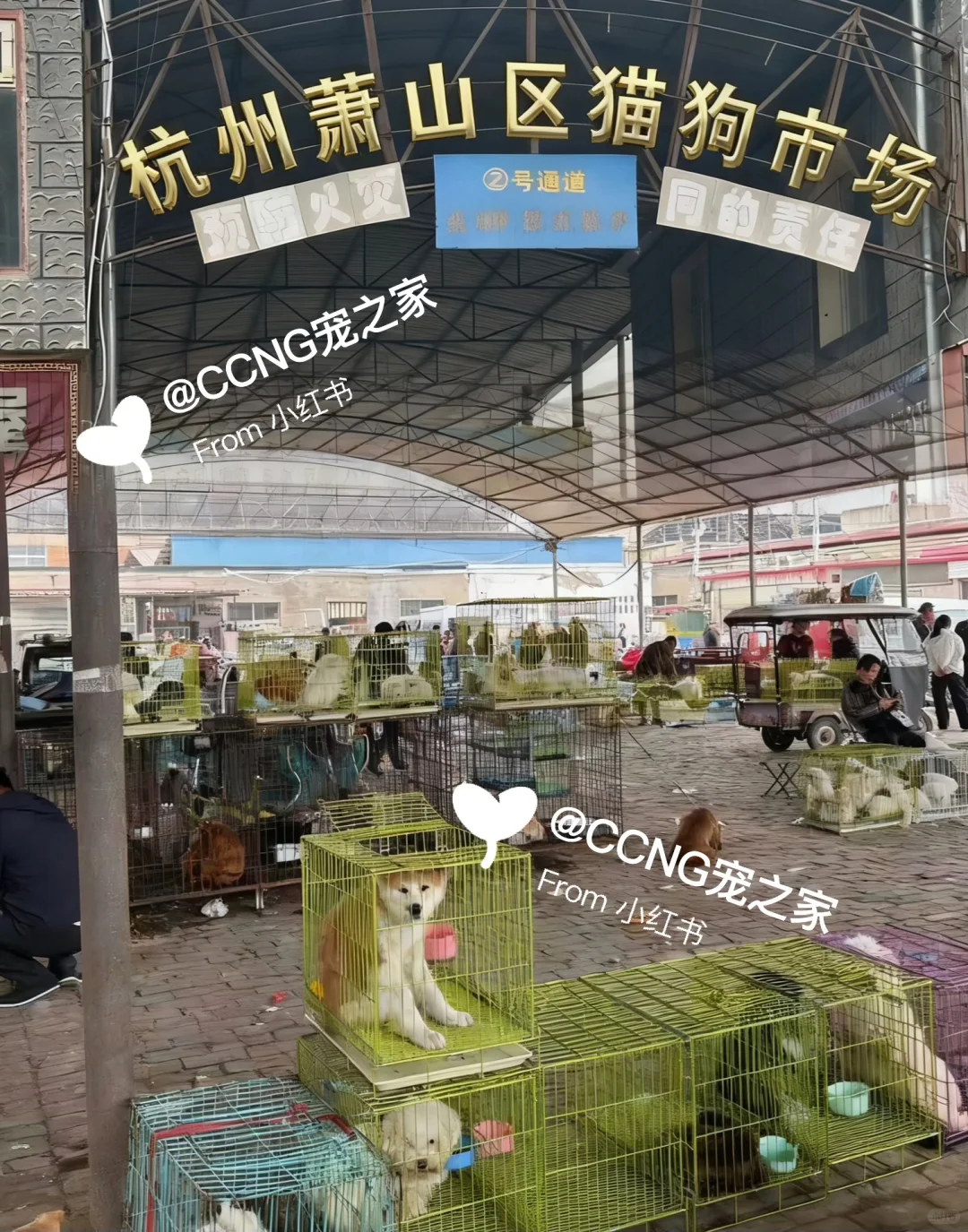 杭州大型猫狗宠物市场??品种齐全??