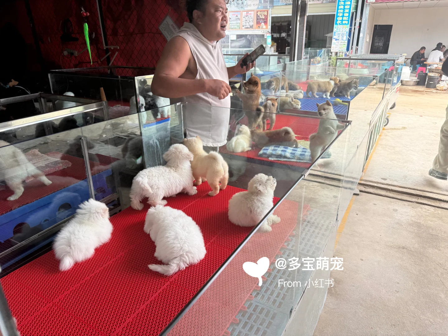 重庆哪里买宠物靠谱|重庆大型宠物市场推荐