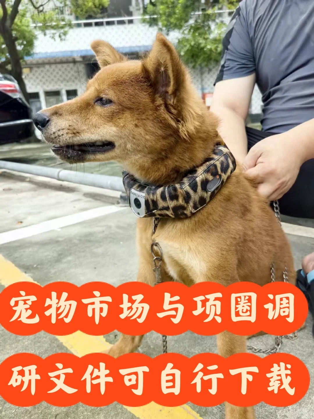 宠物项圈摄像头市场调研报告可自行下载