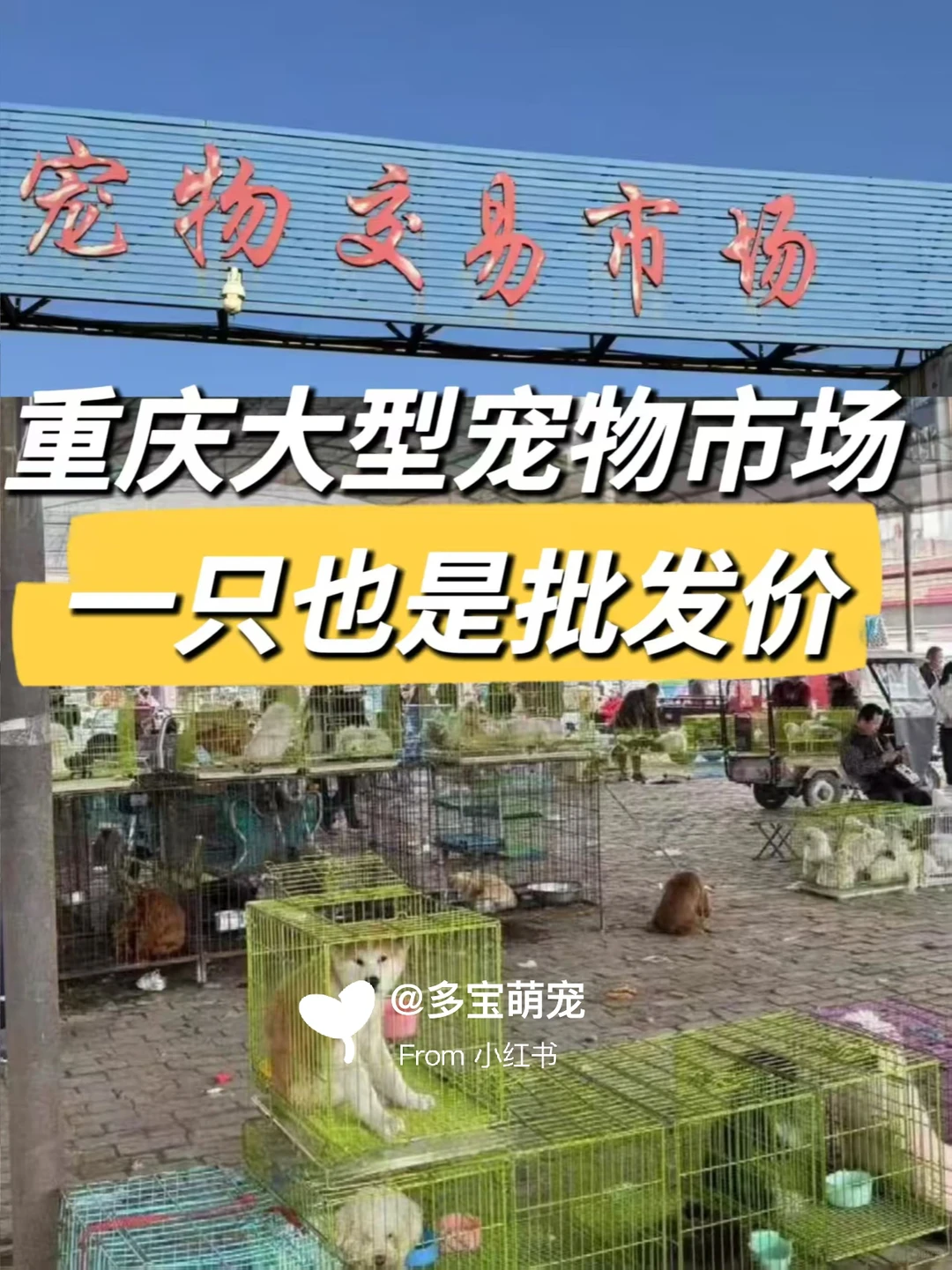 重庆哪里买宠物靠谱|重庆大型宠物市场推荐