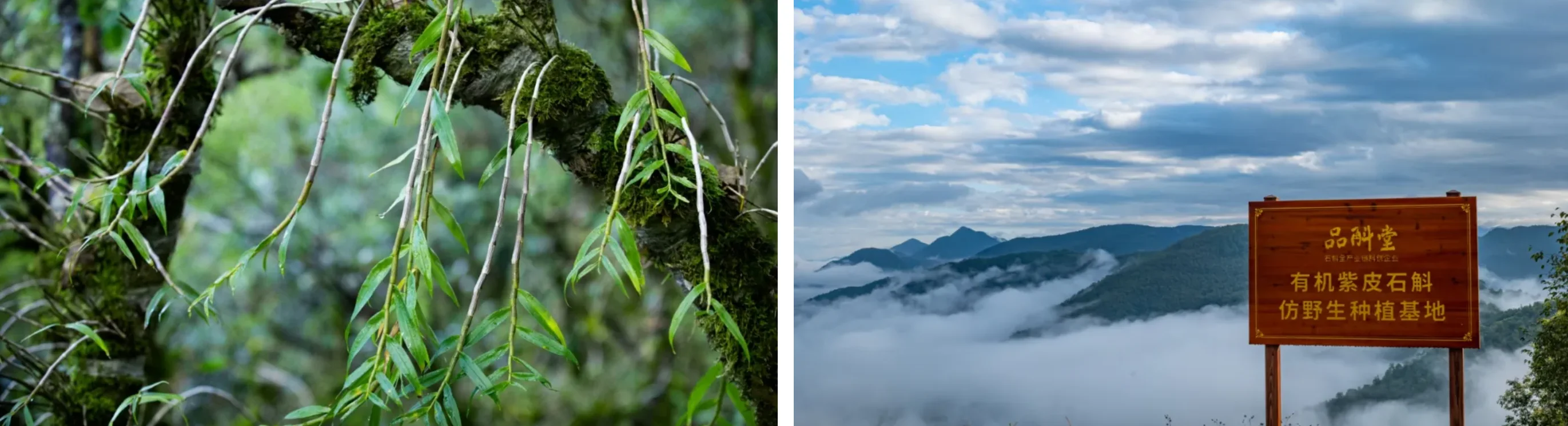 品斛堂酒业，荣获多项市场地位确认证书?