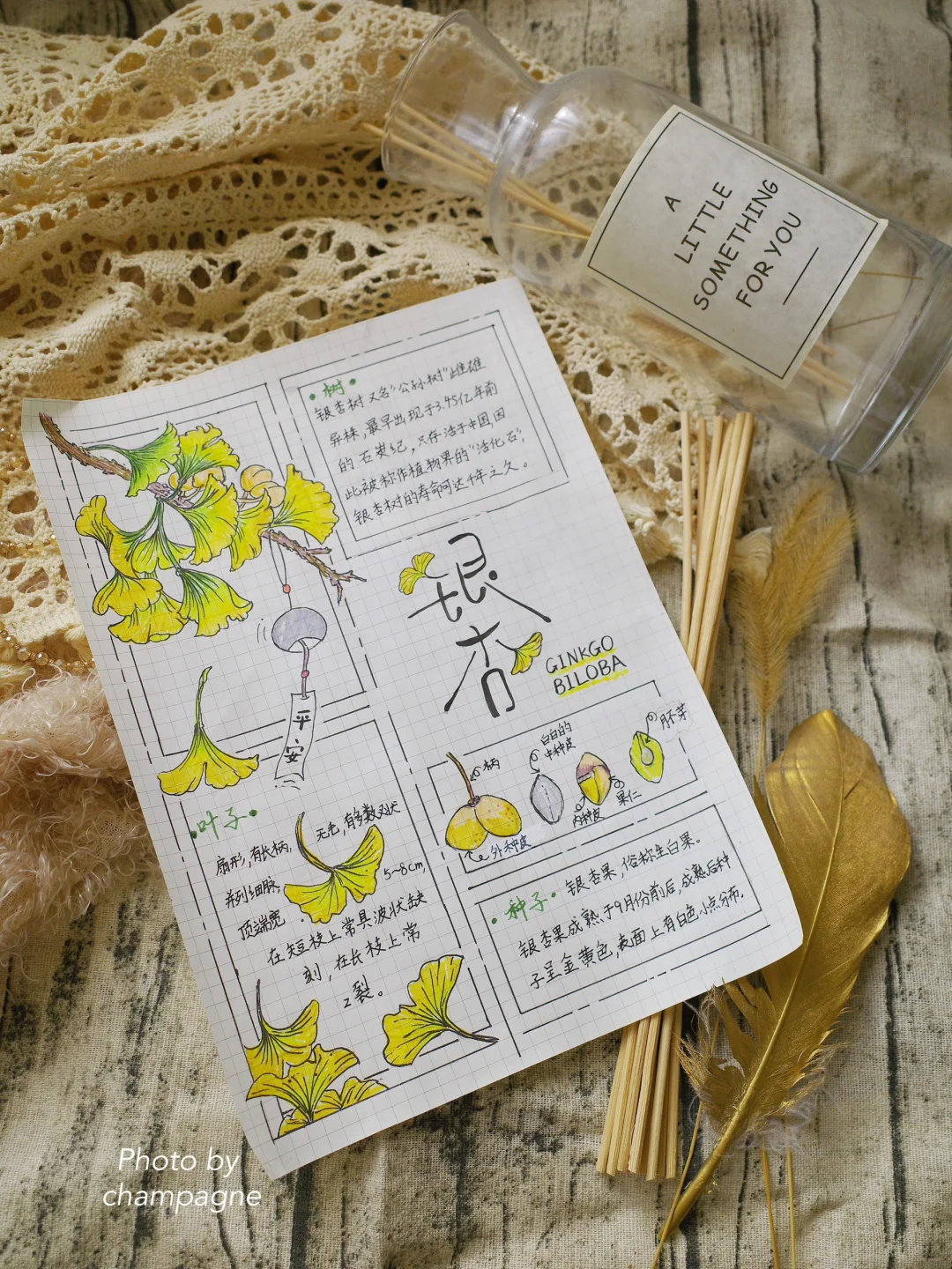 自然笔记观察手帐银杏小报秋日植物分镜画