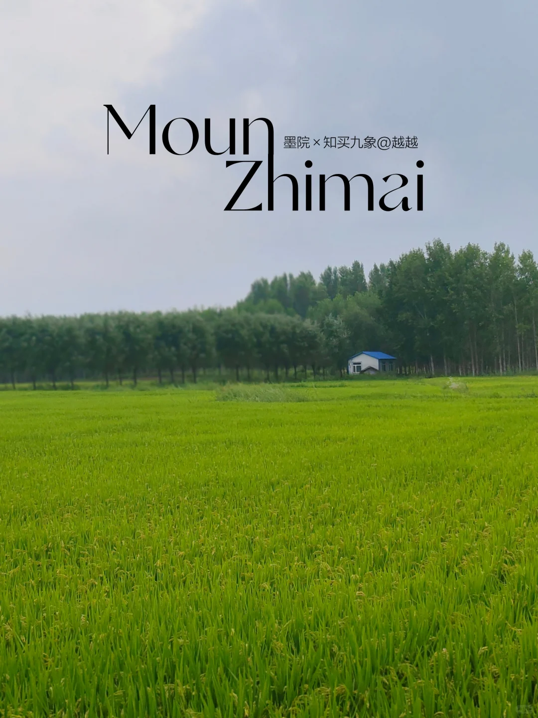 养生文案，不能只写“养生”一天一条，你要