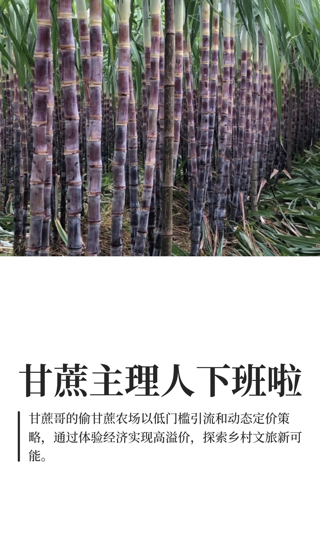 甘蔗主理人下班啦