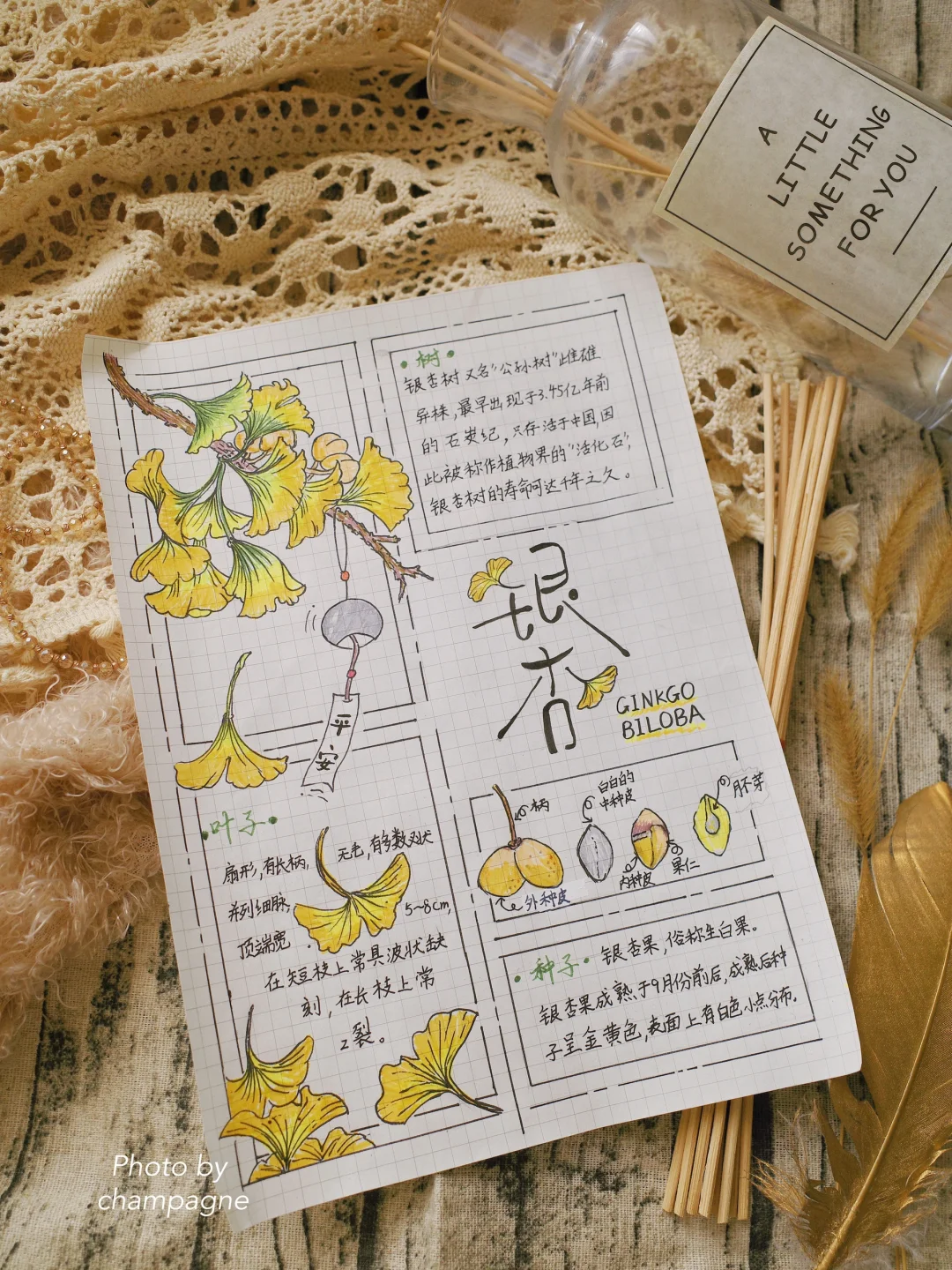 自然笔记观察手帐银杏小报秋日植物分镜画