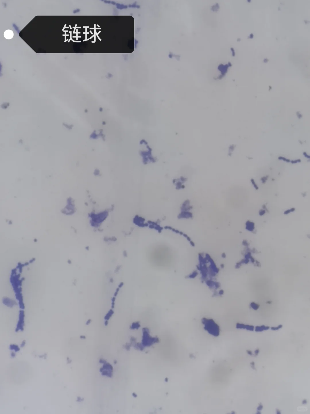 微生物学实验报告7.细菌形态观察