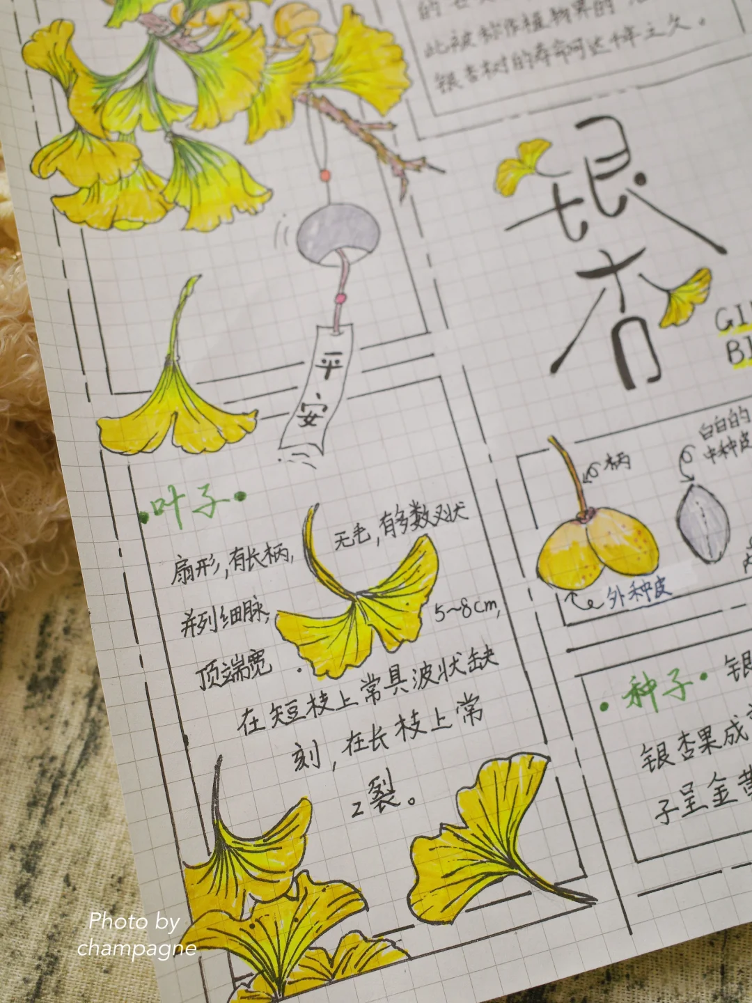 自然笔记观察手帐银杏小报秋日植物分镜画