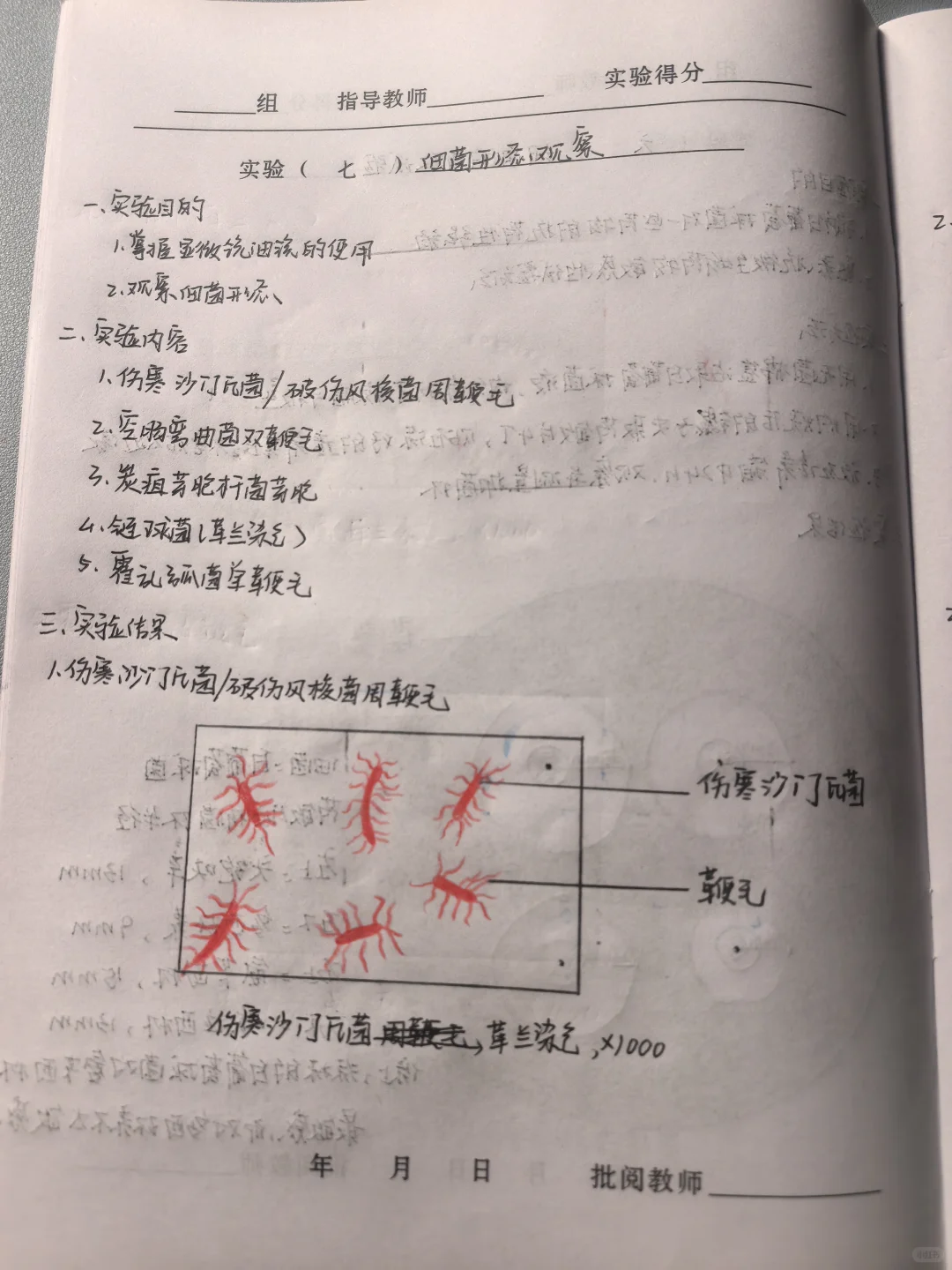 微生物学实验报告7.细菌形态观察