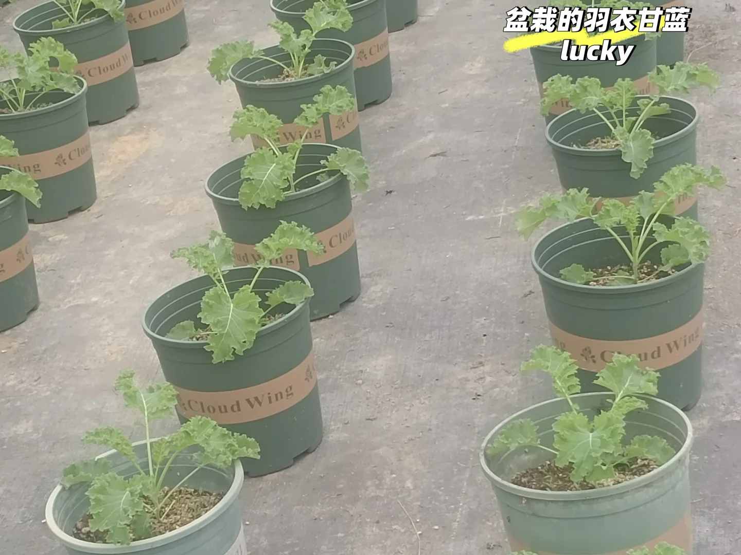 00后进军农业行业的第一年