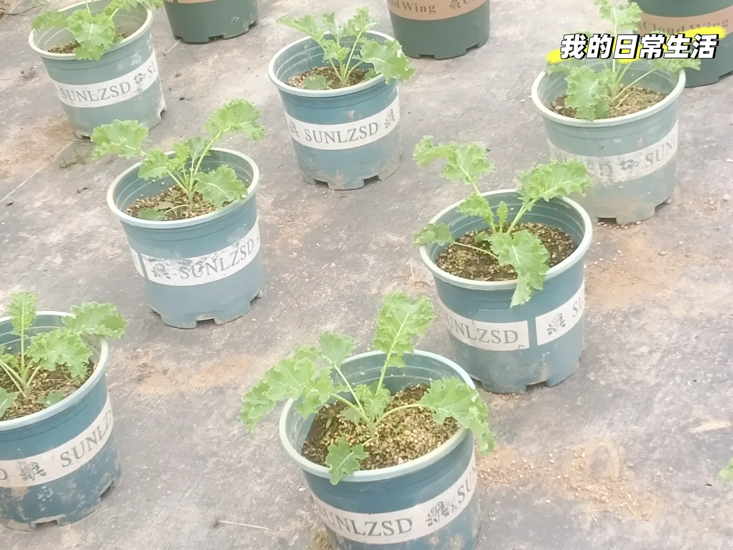 00后进军农业行业的第一年