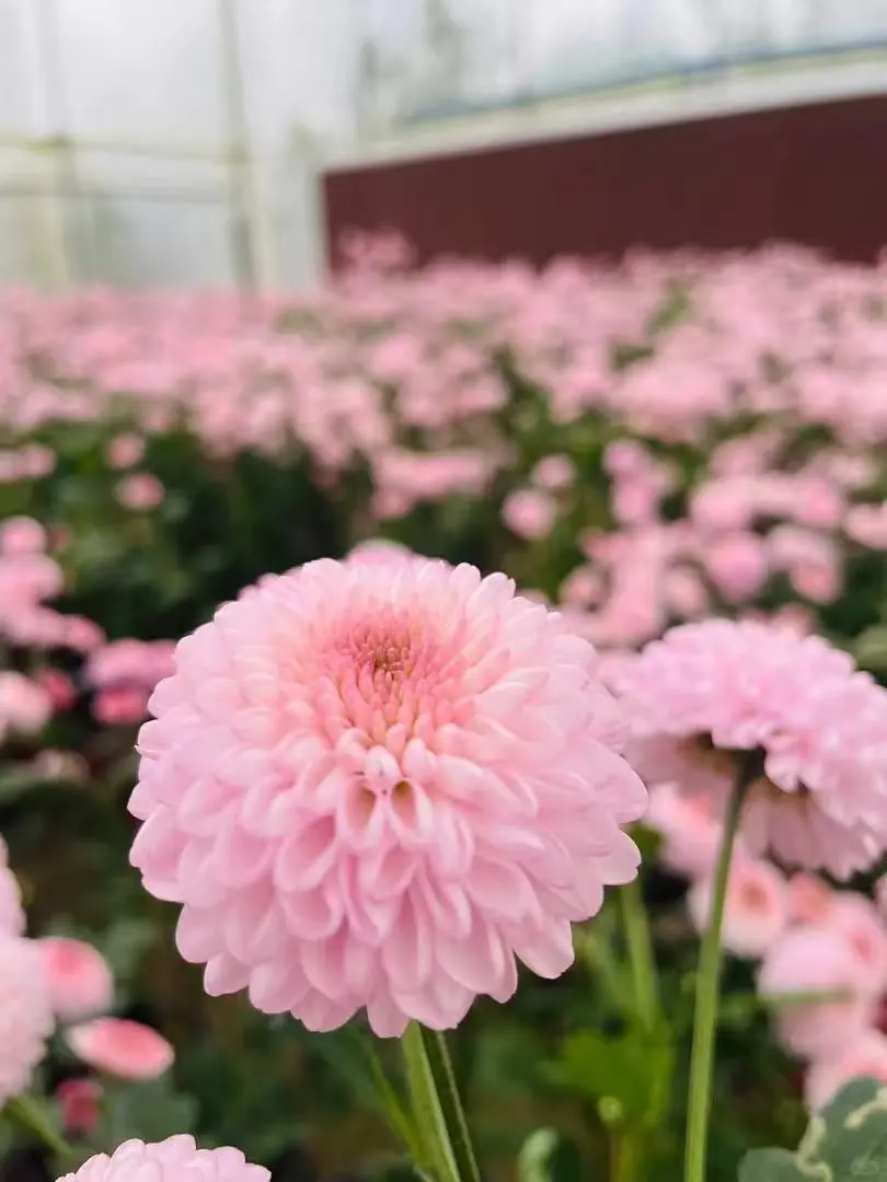 法学种田人：“本草花创谷”新玩法