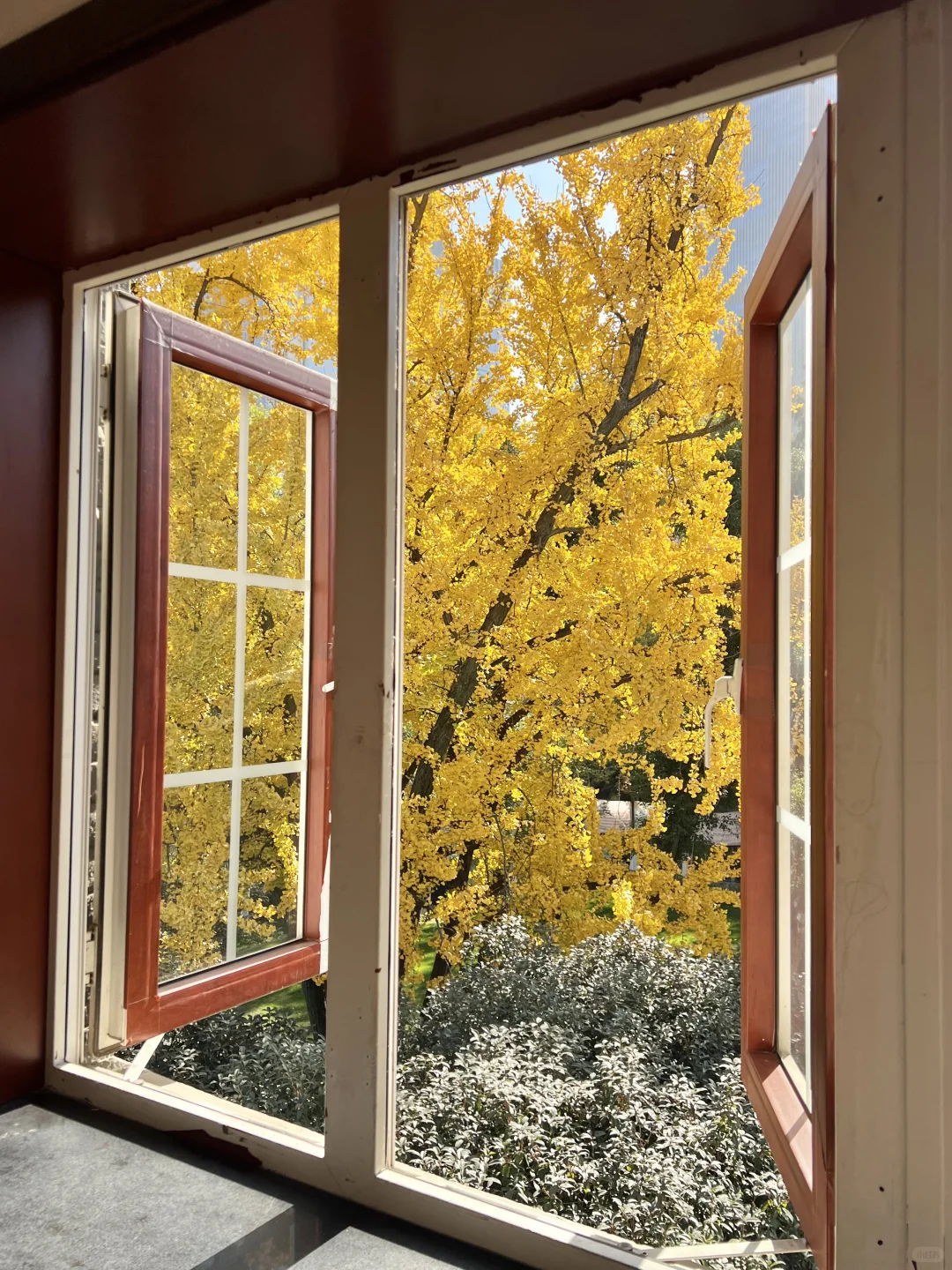 11.29实拍！南京新街口还有这种好地方！免费