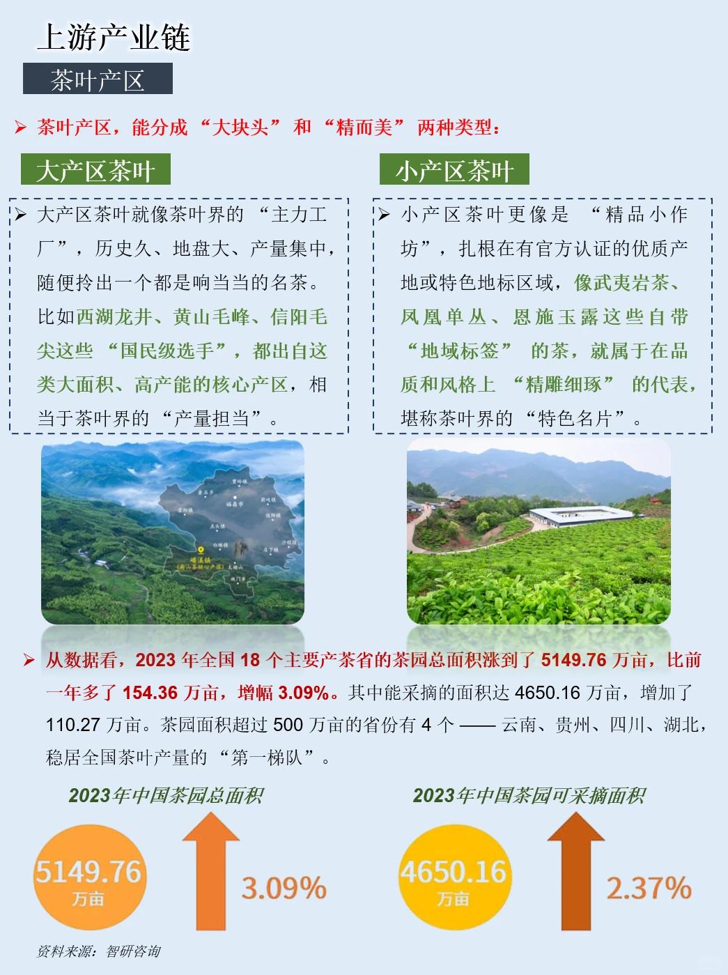 一天吃透一条产业链：NO.123 茶叶产业