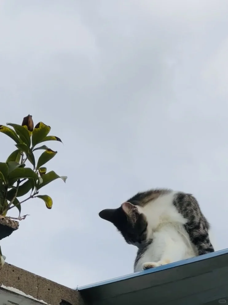 不怕大家笑话，本二级牛马写报告进入了心流