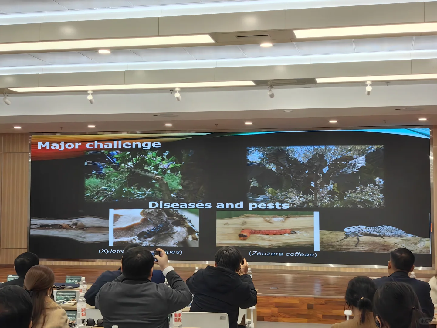 南亚东南亚咖啡发展论坛总结