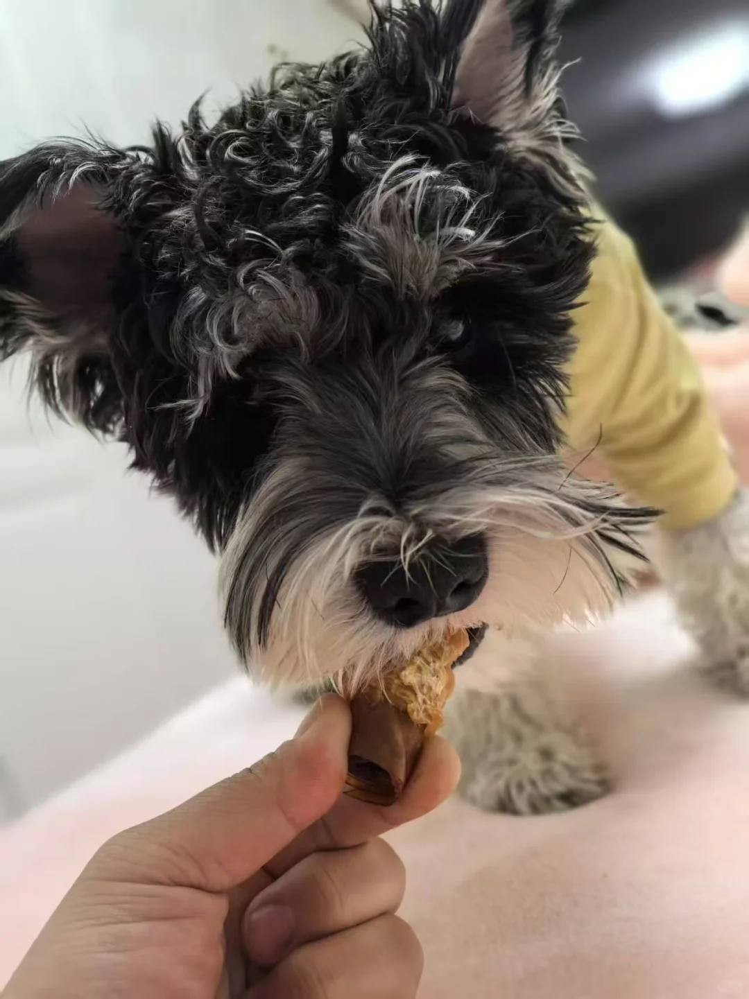 简单聊一聊小胖爪的磨牙棒