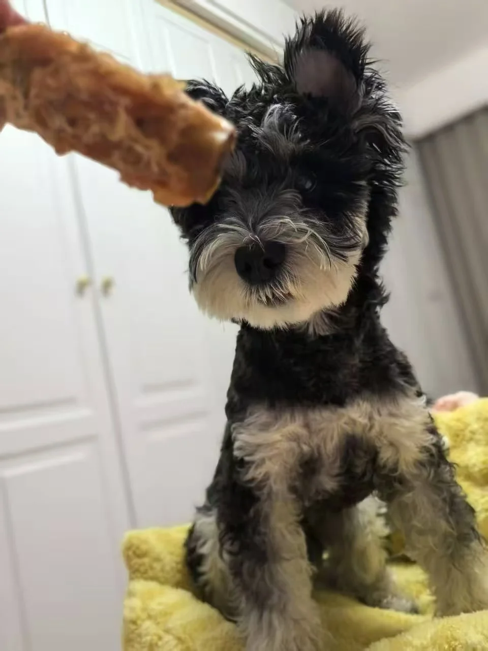 简单聊一聊小胖爪的磨牙棒