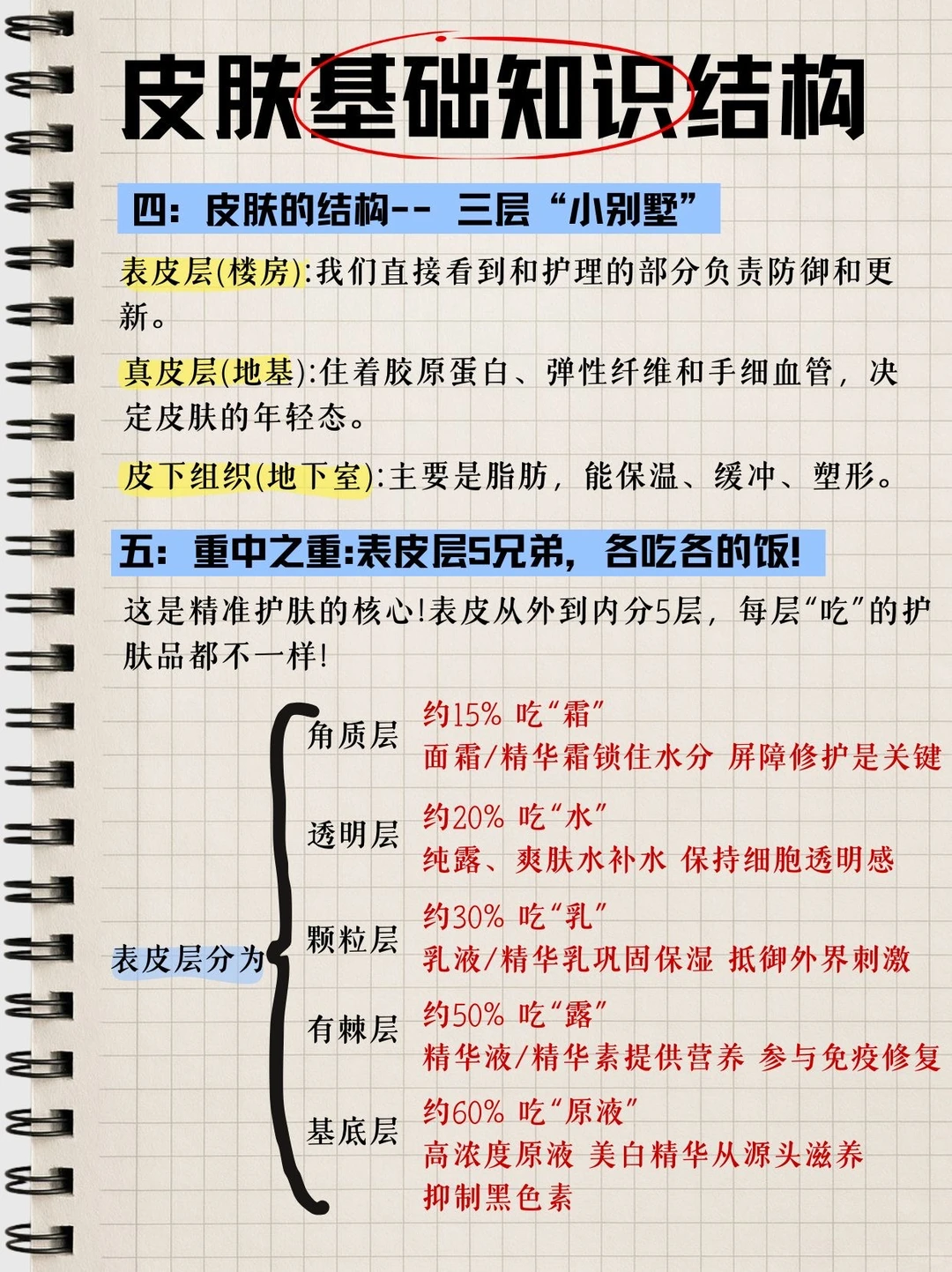 两张图，把皮肤基础结构说清楚～