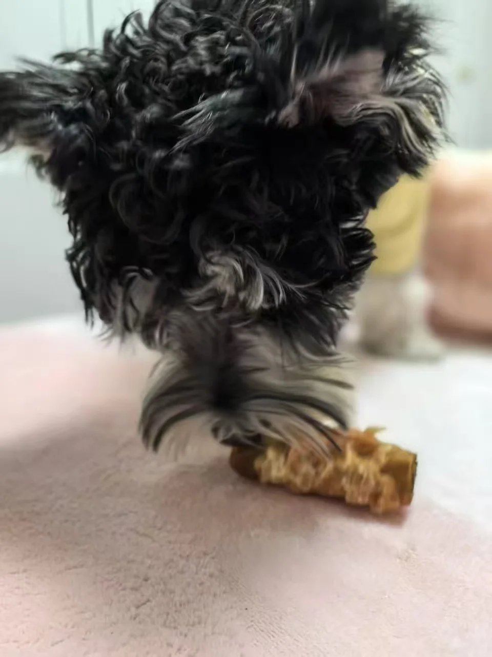 简单聊一聊小胖爪的磨牙棒