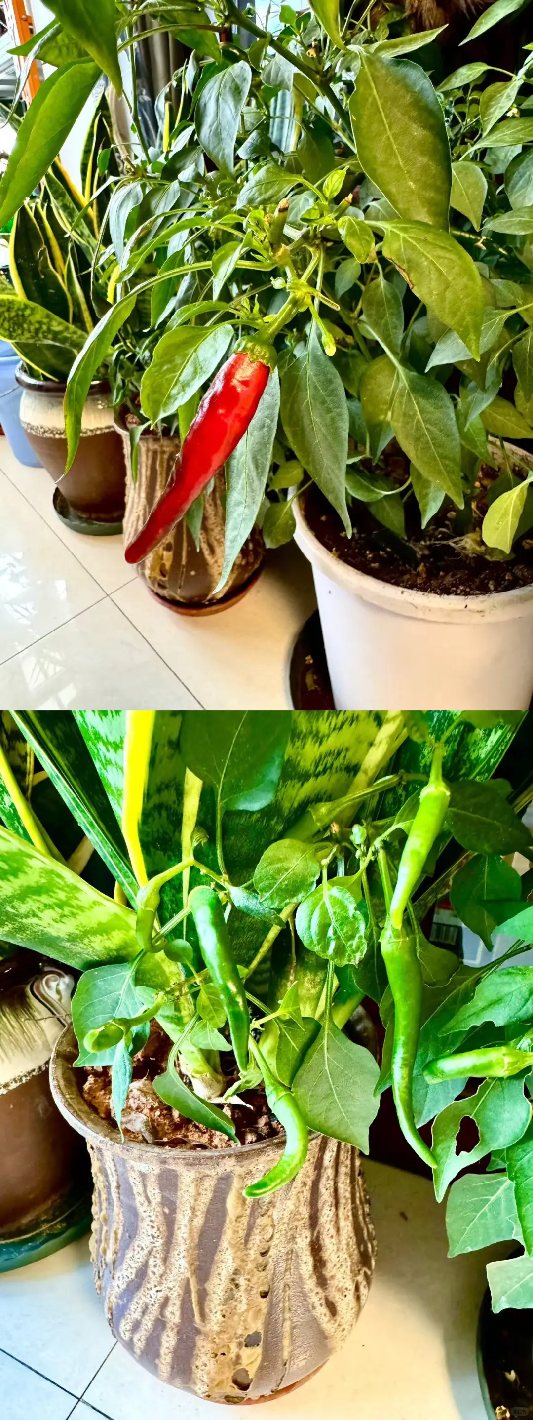 2025年12月1日，三餐38元又佯活一天