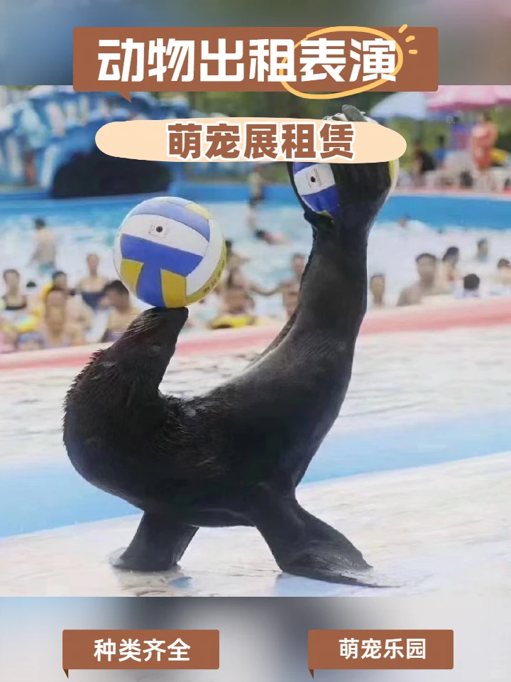 东方商业活动海狮表演美食节