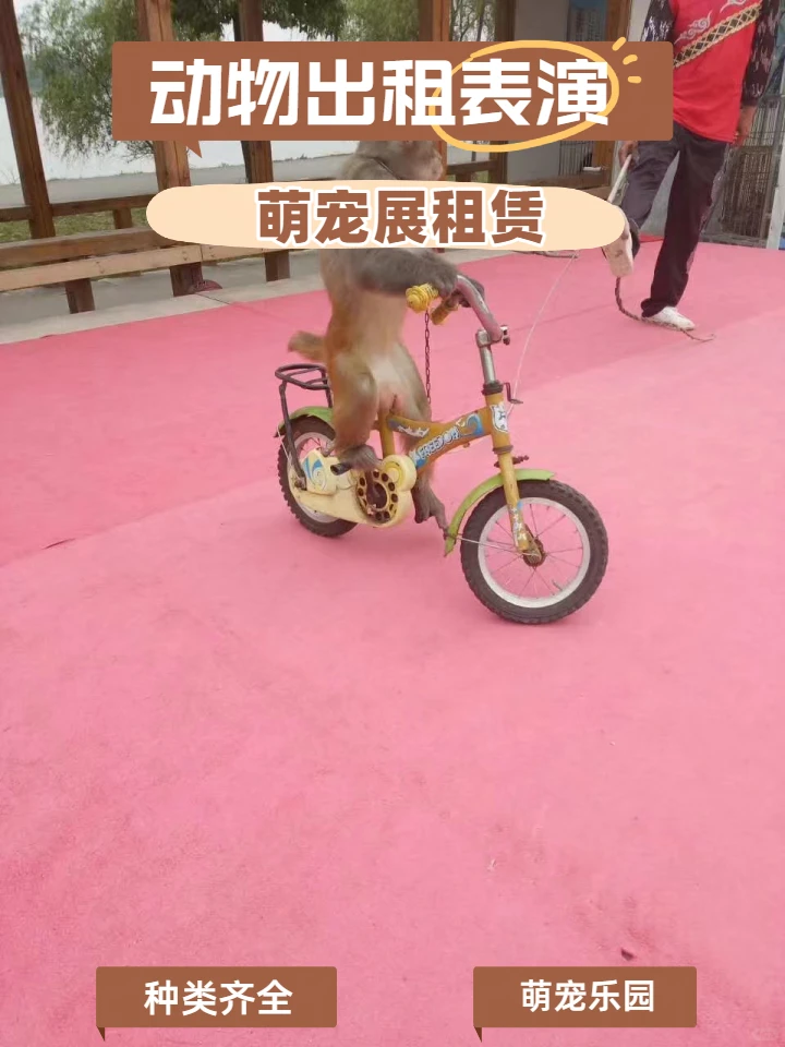 东方商业活动海狮表演美食节