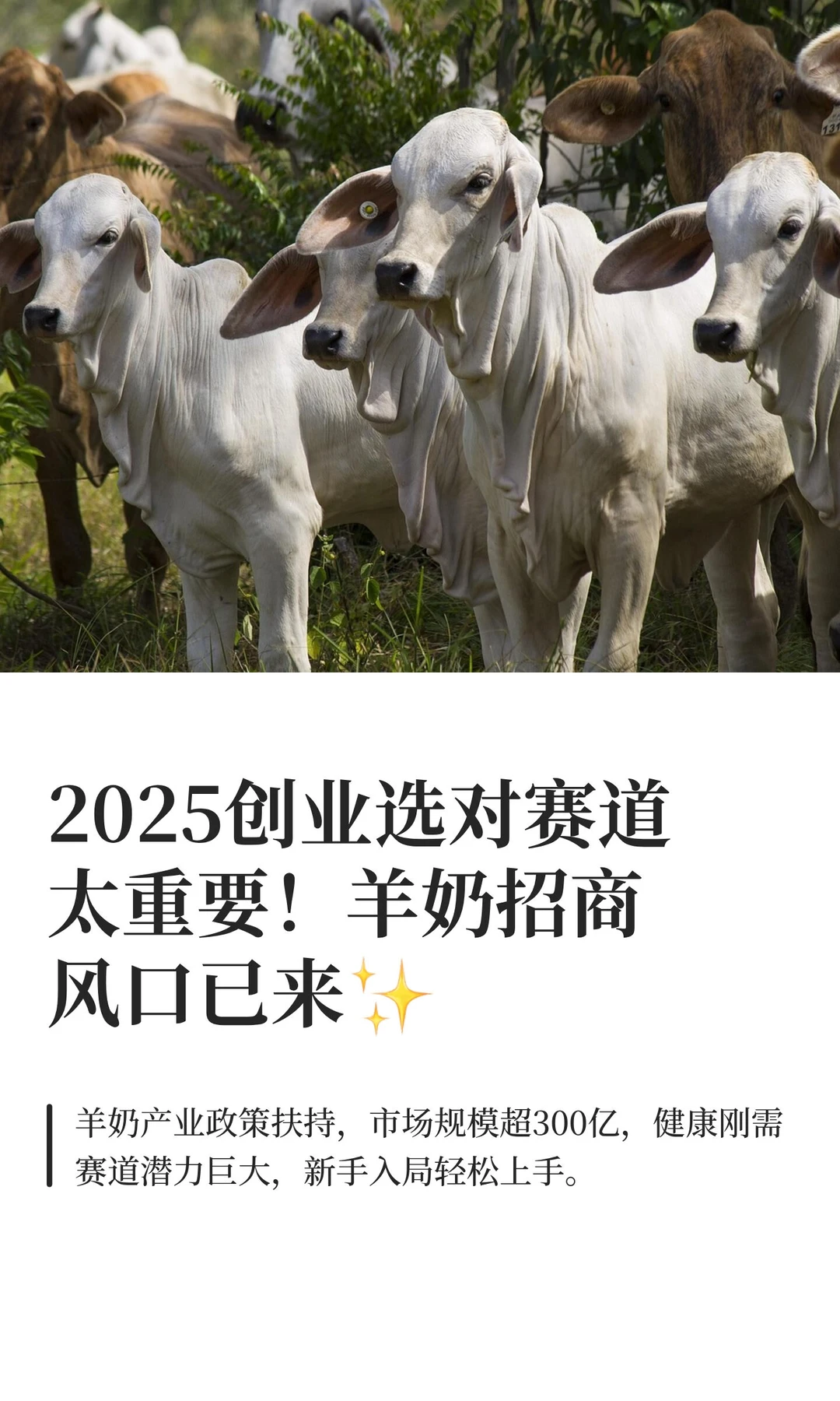 2025创业选对赛道太重要！羊奶招商风口已来