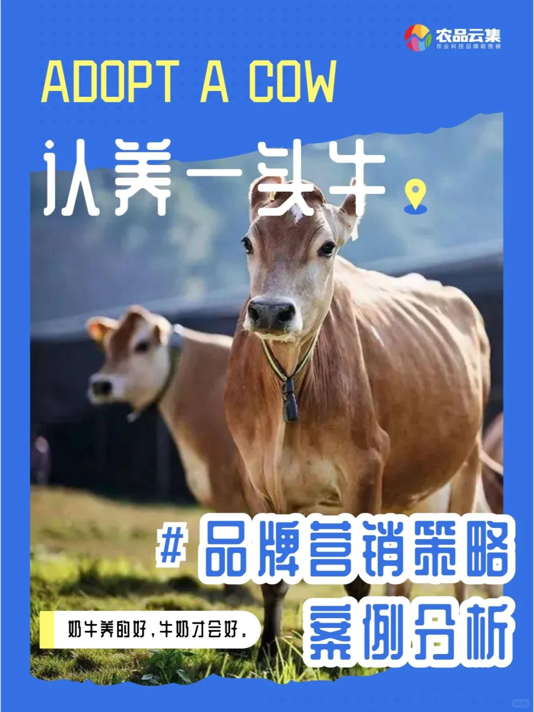 品牌营销案例分析｜认养一头牛