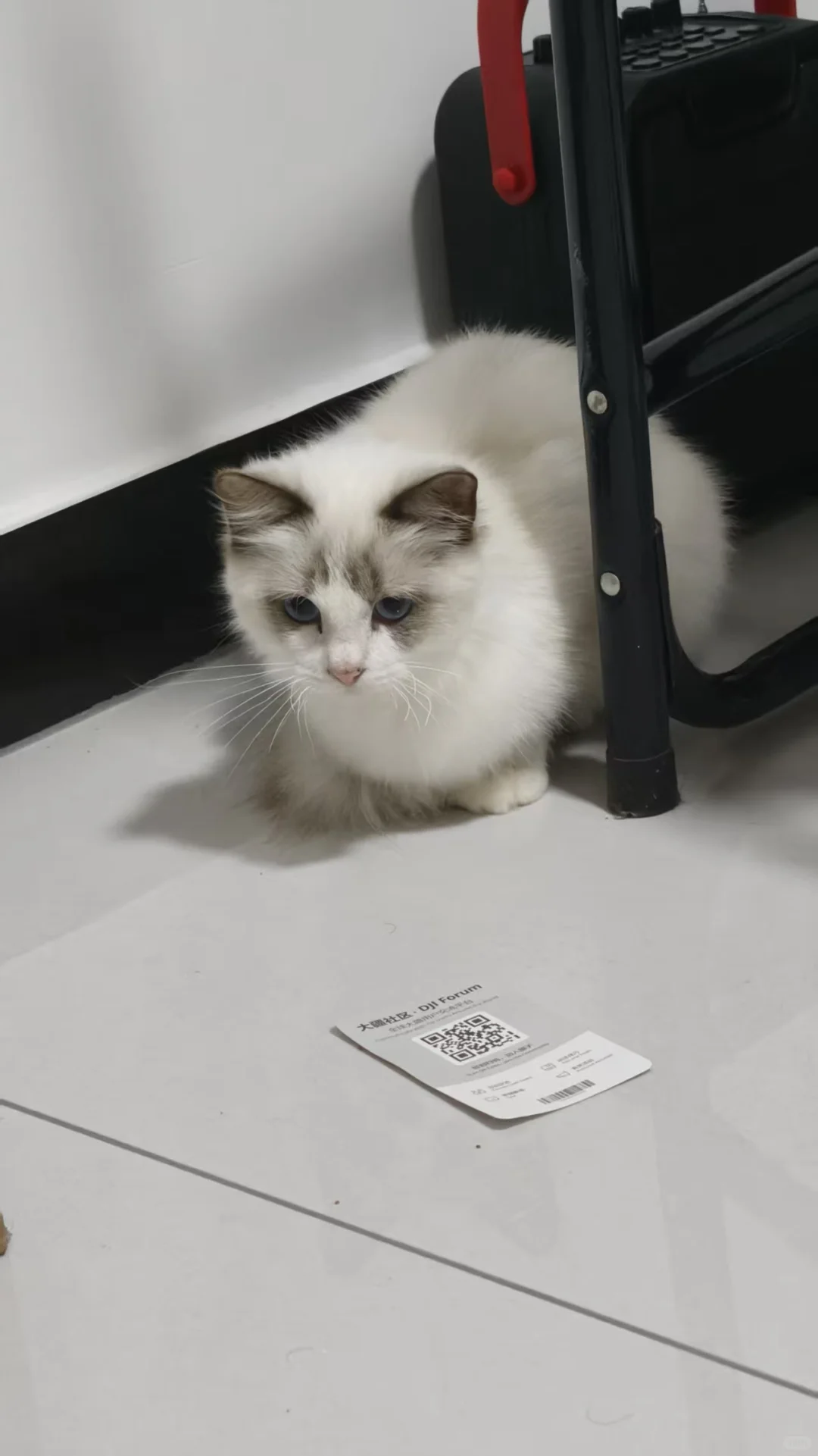 厦门集美自家布偶找靠谱领养