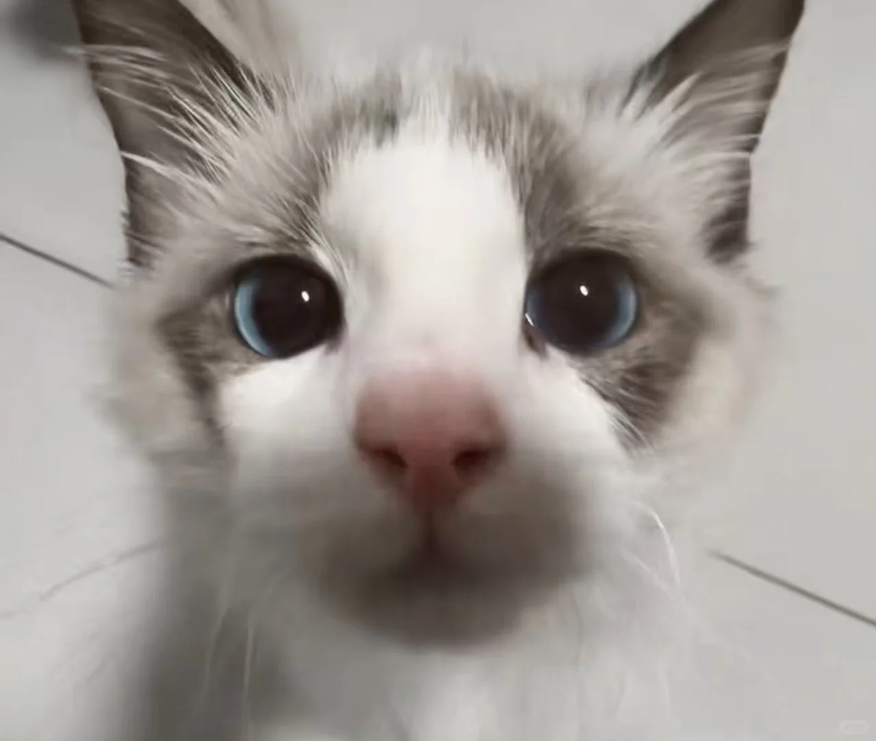 厦门集美自家布偶找靠谱领养