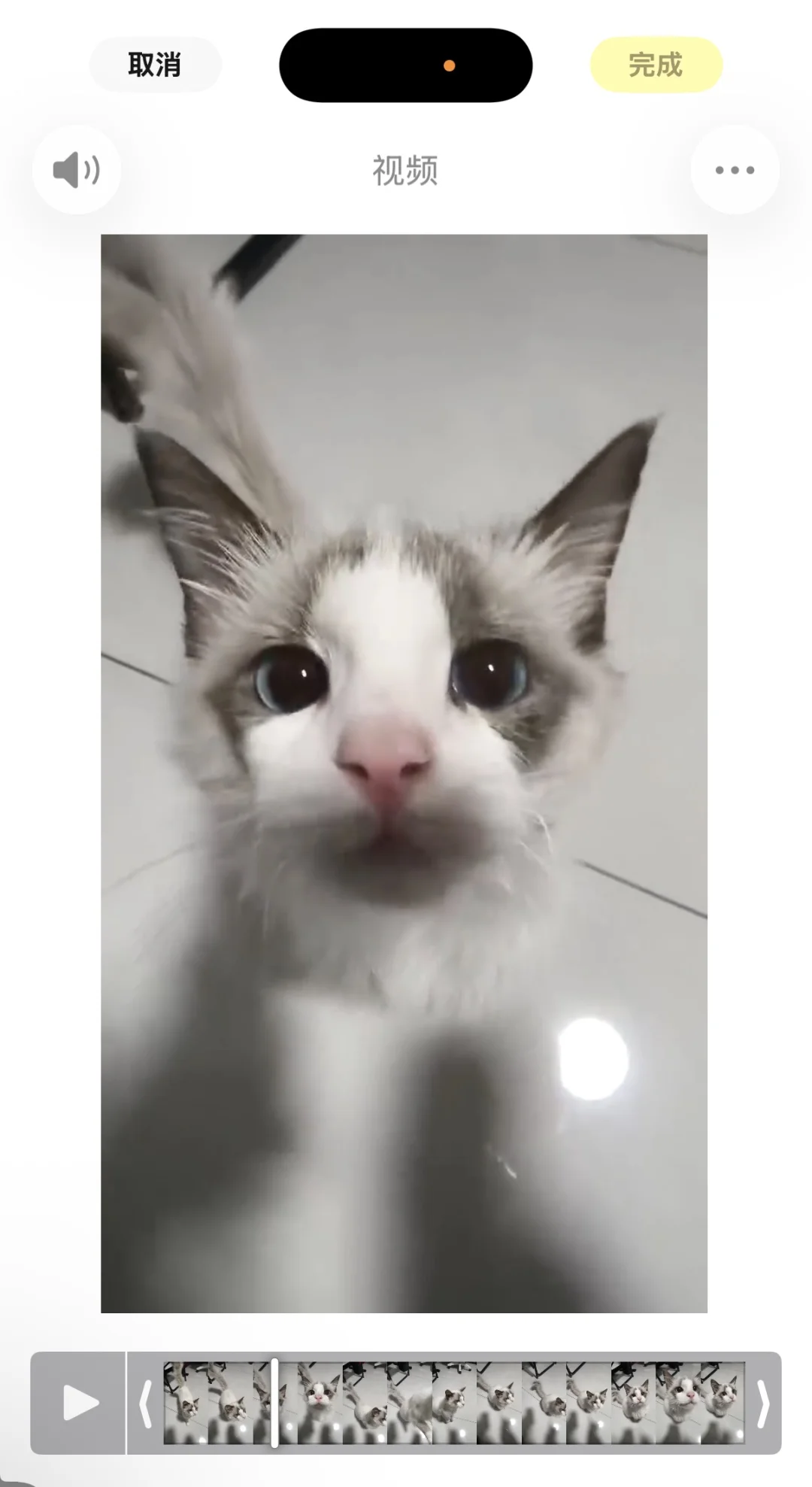 厦门集美自家布偶找靠谱领养