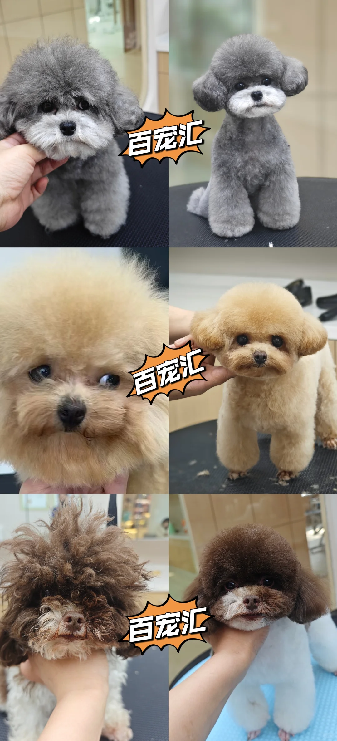 【抓住黄金赛道,成为宠物行业“手艺人”