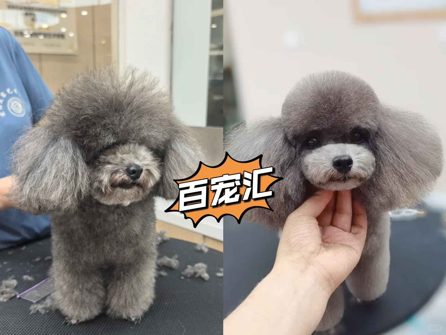 【抓住黄金赛道,成为宠物行业“手艺人”