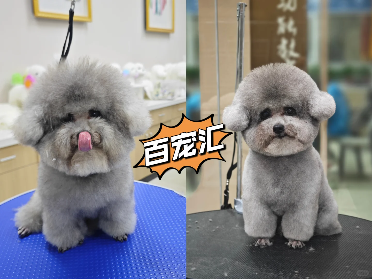 【抓住黄金赛道,成为宠物行业“手艺人”