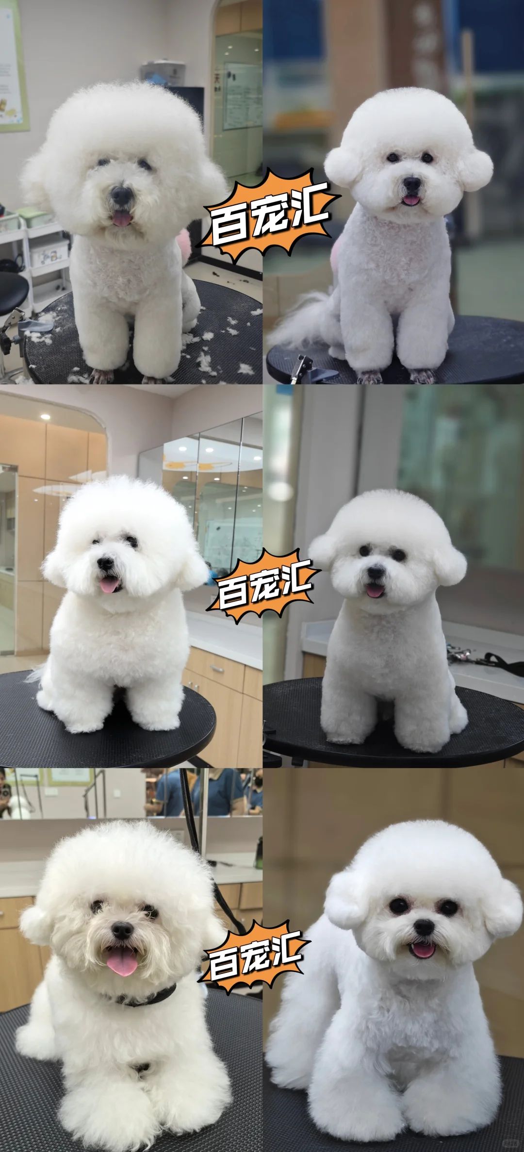 【抓住黄金赛道,成为宠物行业“手艺人”