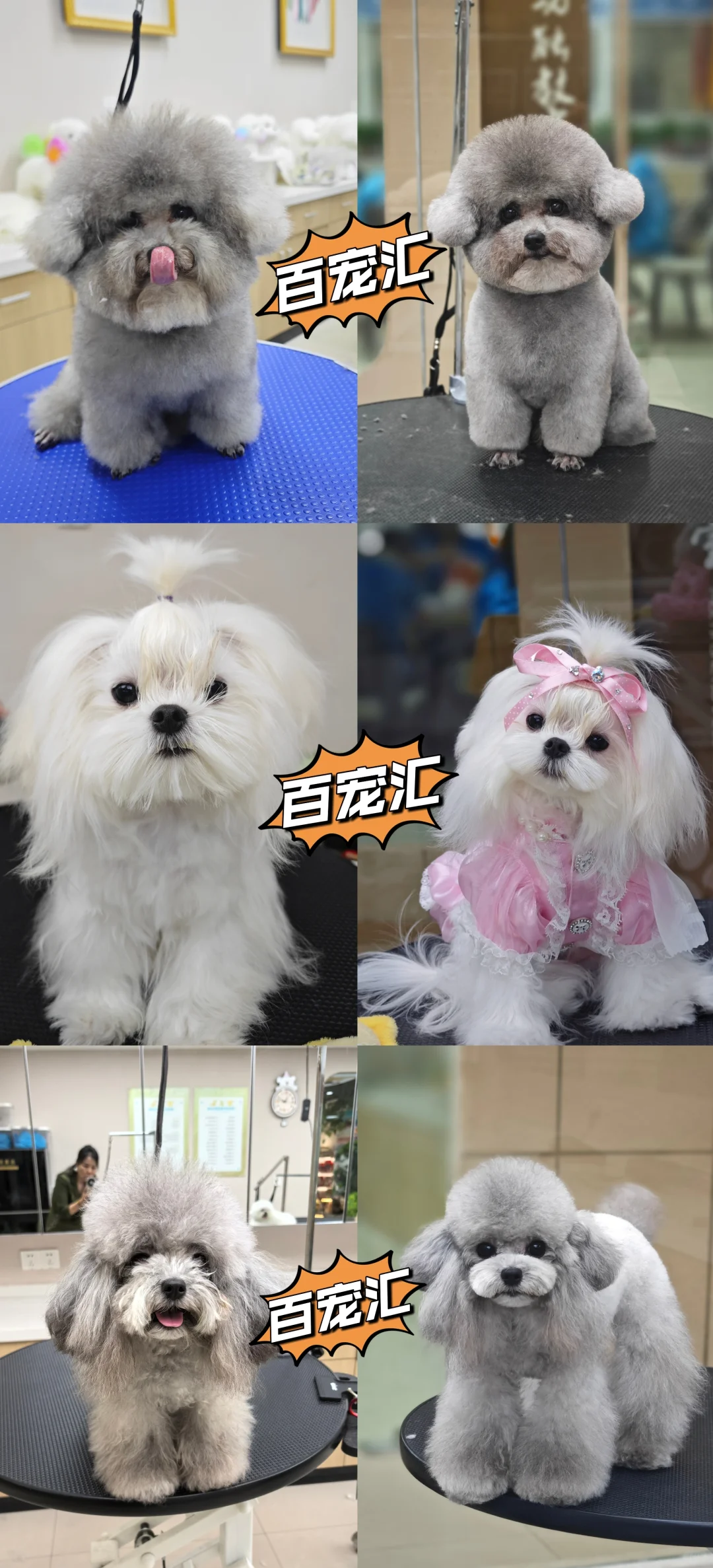 【抓住黄金赛道,成为宠物行业“手艺人”