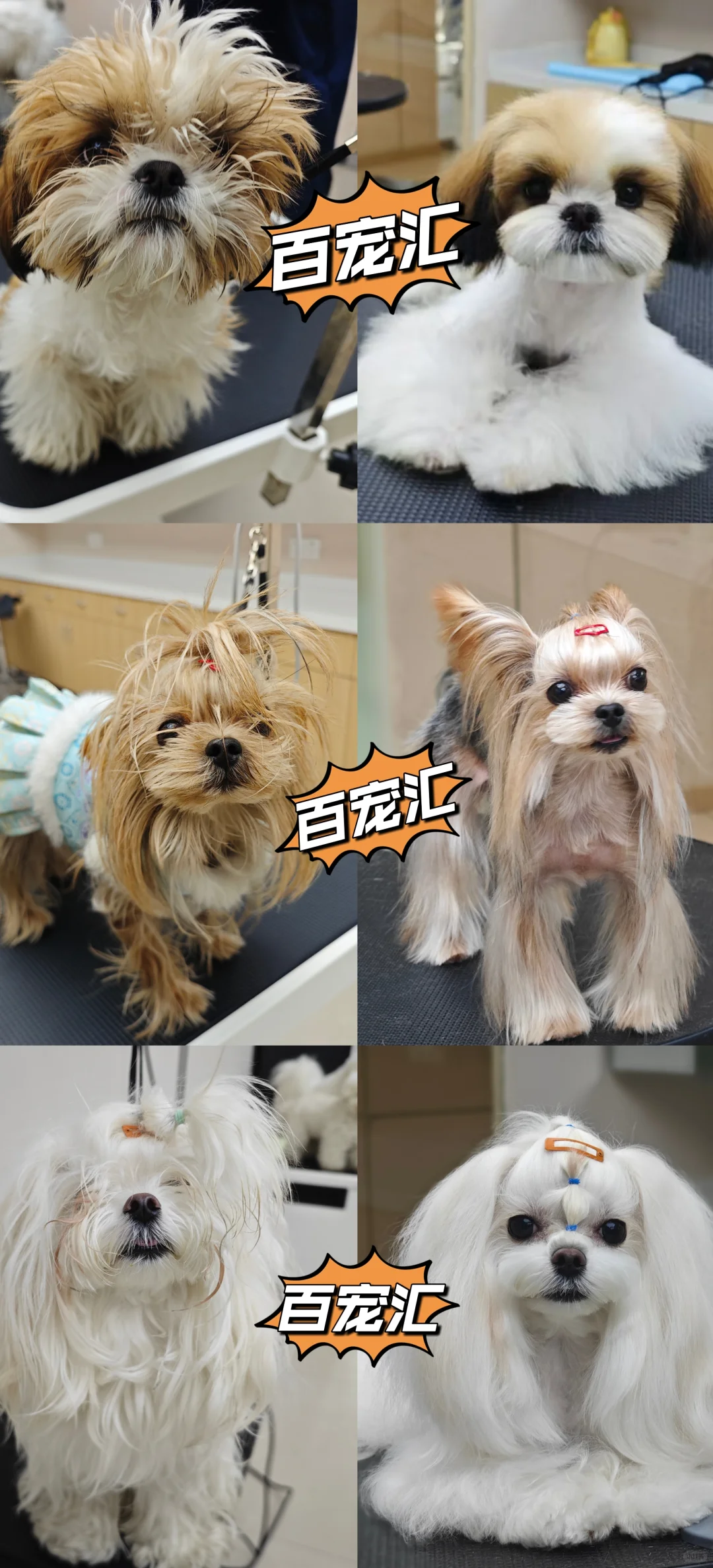 【抓住黄金赛道,成为宠物行业“手艺人”