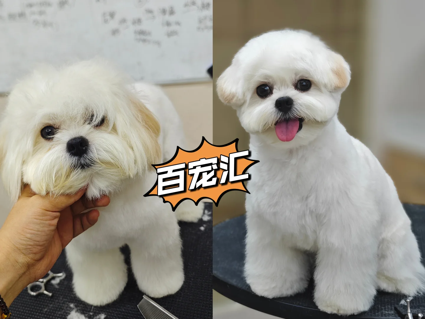 【抓住黄金赛道,成为宠物行业“手艺人”