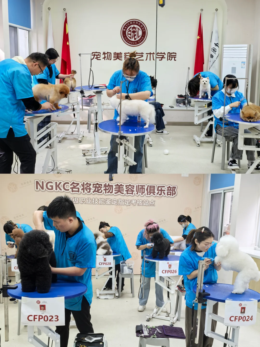 【抓住黄金赛道,成为宠物行业“手艺人”