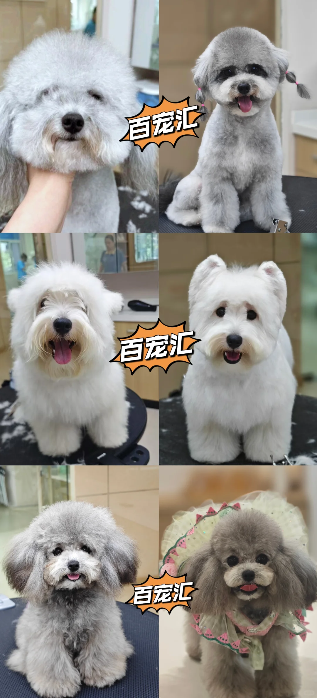 【抓住黄金赛道,成为宠物行业“手艺人”