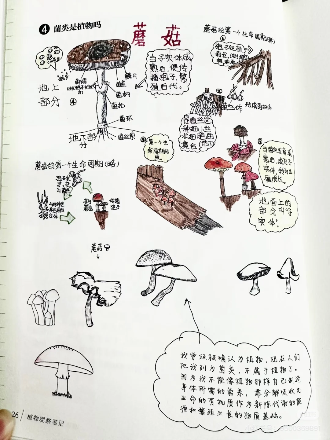 后悔没早发现，观察笔记这么香⁉️娃们亲手绘